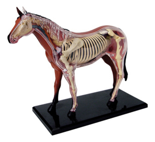 Anatomía De Órganos Animales, Modelo 4d, Ensamblaje De Intel