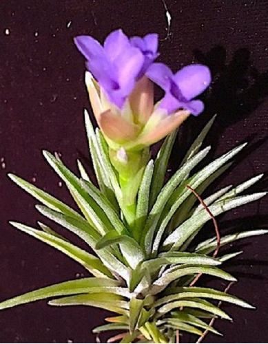 1 Muda De Bromélia Tillandsia Aeranthos - Flor Roxa E Anil | MercadoLivre