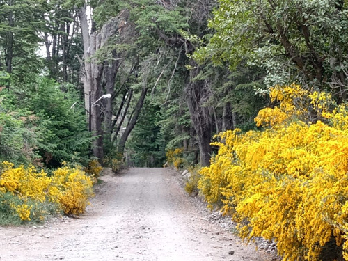 Venta De Lote Arbolado En Villa Traful Patagonia Argentina