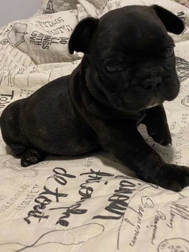 Buldogue Francês Macho - Pedigree Cbkc