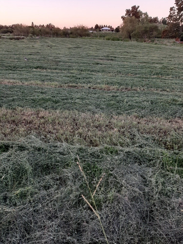 Imagen 9 de 12 de Fardos De Alfalfa Pura 100%