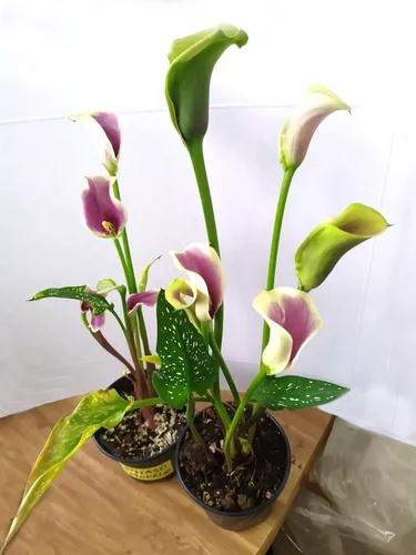 Bulbo / Planta De Alcatraz Calla Lily Color Morado 1pz