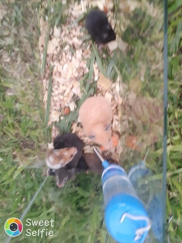 Imagen 2 de 6 de Hamster