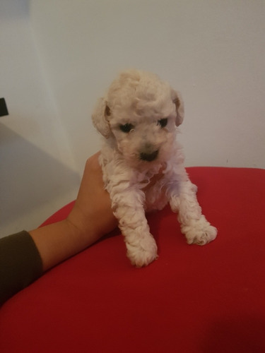 Caniche Mini