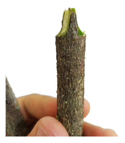 Tesoura Alicate Poda Corte Com Case Enxertia Pronta Entrega