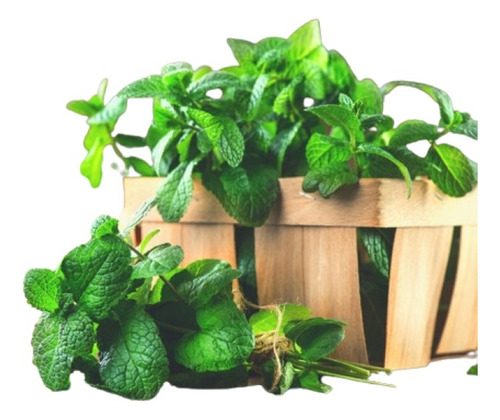 Paquete De 6 Aromáticas Y Verduras A Escoger 