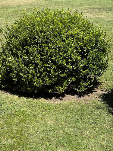 X3 Buxus Cerco Vivo Perimetral - Arbustos - Plantas