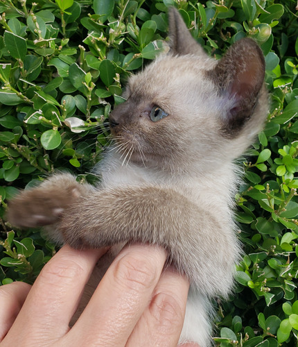 Gatito Siames Macho. Lanús Marrón Claro