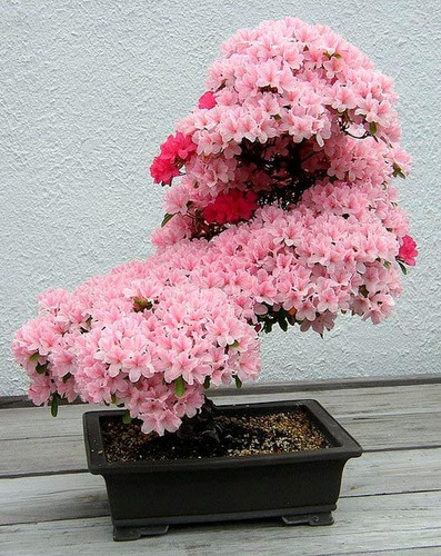 Cerejeira Sakura Flor Rosa Sementes Arvore P/ Mudas Bonsai | Parcelamento  sem juros