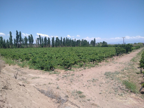 Imagen 10 de 14 de 67,7 Has En Barrancas, Maipú