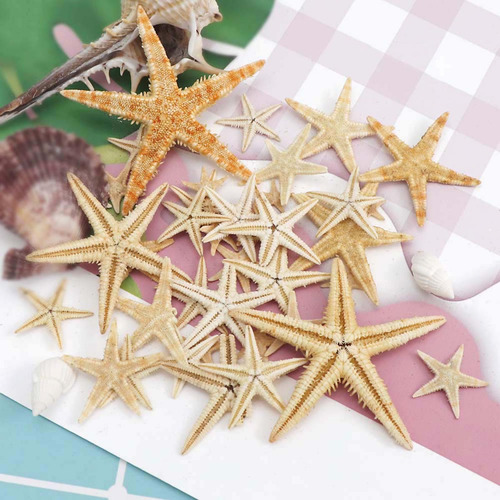 2 Beach Starfish-natural Seashells