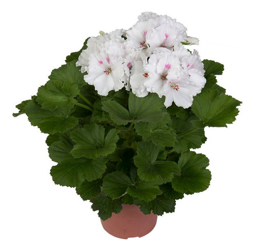 Pelargonium Grandiflorum Mona Lisa Wit Geranio Pensamiento