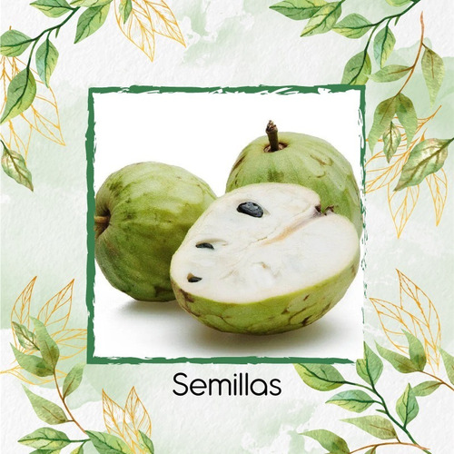 100 Semillas De Árbol Chirimoya