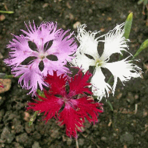 40 Semillas De Clavelina De Flecos Mix Dianthus Superbus