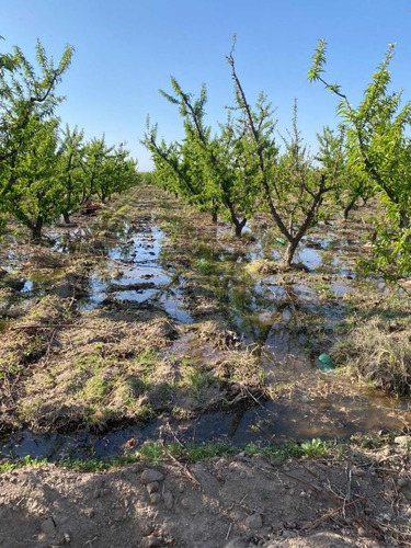 Finca 12,hectáreas,6hs Ciruela,5 Durazno De Fabrica
