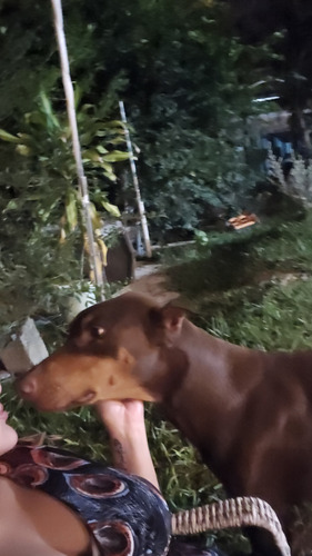 Doberman Cachorra