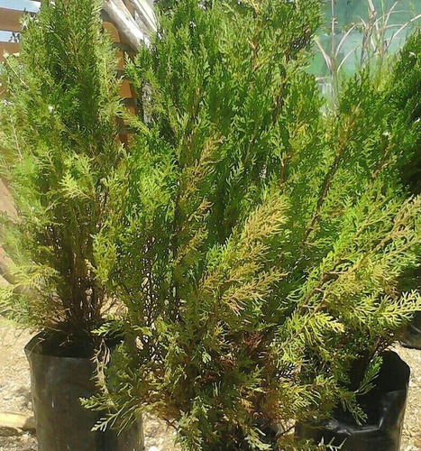 Tuya Pino Enano Coniferas  De 35cm A $90!!!!!!