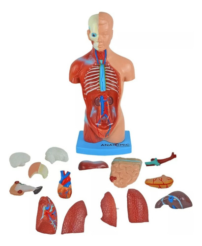 Torso Assexuado 28 Cm 15 Partes Modelo Anatômico Em Resina