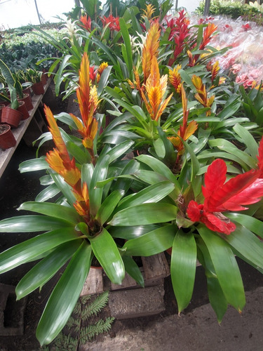 Vriesia - Vriesea - Bromelia Planta De Interior - Maceta 14