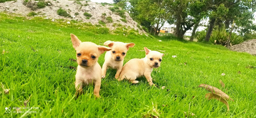 Se Vende Hermosos Cachorritos Chihuahuas