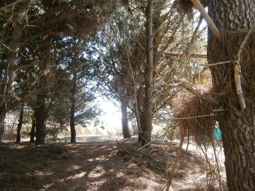 Imagen 1 de 3 de Santa Teresita Paseo Del Bosque