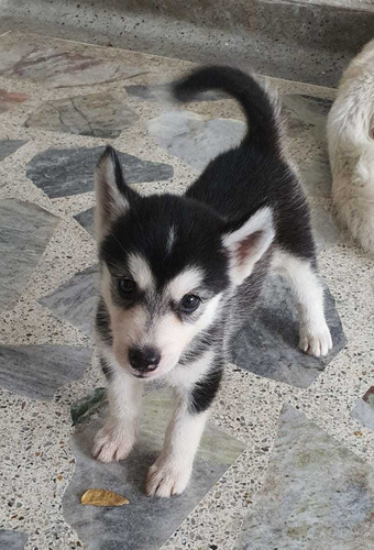 Imagen 2 de 4 de Cachorros Huski Disponible