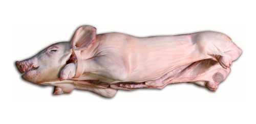 Lechon Chico Stock Permanente