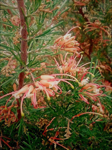Grevillea Serperflorens