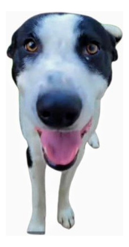 Cachorron Mix De Border Collie Con Galgo, Bellezaa 1 Añito!