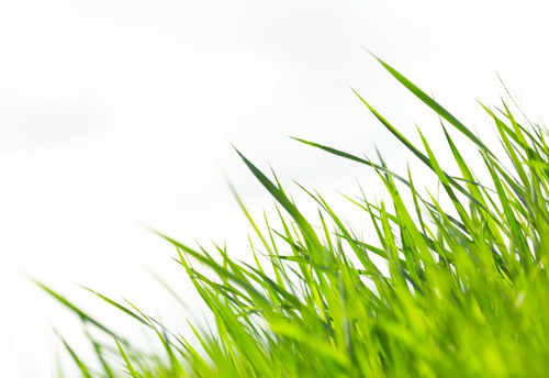 Semilla De Pasto Ryegrass Perenne Lin Saco 50 Lbs Oregon