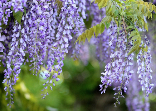 Imagem 2 de 3 de Mudas De Wisteria Azul - Glicínea - Flores Em Cachos Azuis !