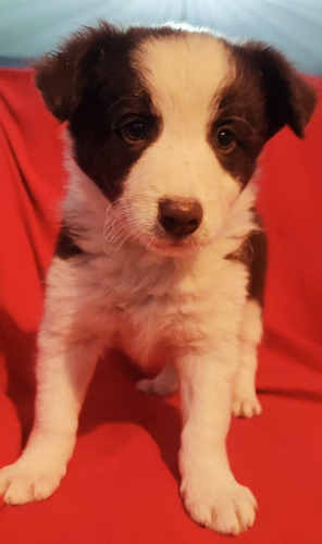 Hermosos Border Collie Chocolate Inscritos Kennel Club