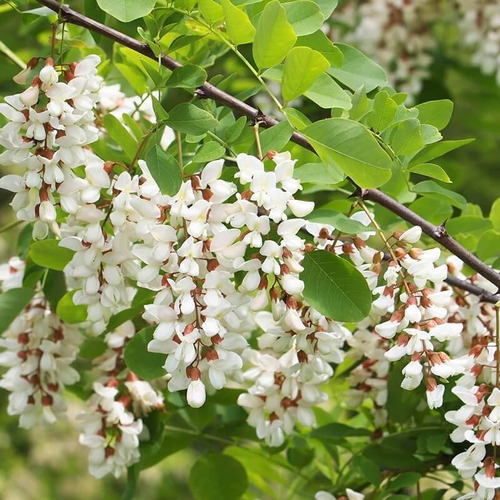 Semillas De Acacia Flor Blanca Apicola Ornamental X 20 Unid.