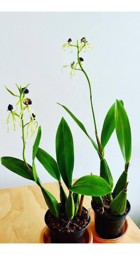 Paquete De 10 Orquideas A Elegir!!!