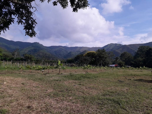 Imagen 7 de 30 de Finca En Bejuma Reyes Arriba