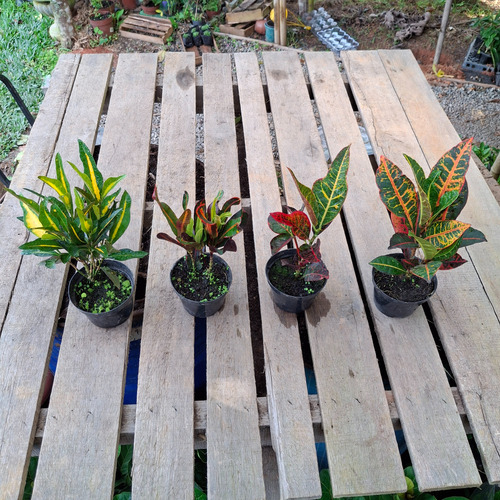 Kit Com 4 Crotons Sendo, 1 Gold 1 Gingua 1 Excelent 1 Petra