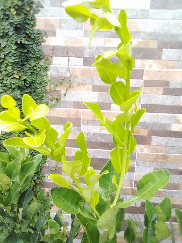 Kaffir Limon , Arbolito 1.8 Metros Pregunte Costo De Envio