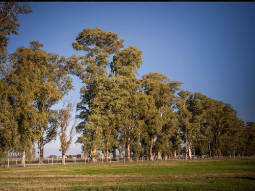 Tres Pinos - Lote 1000mts Barrio Polo - Oportunidad En Pesos