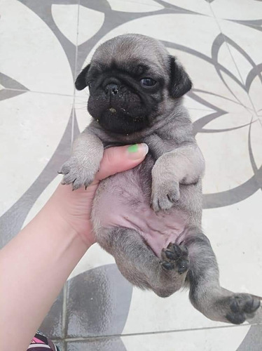 Pug Carlino Machitos Hermosos