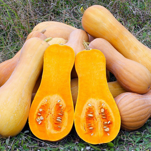 10 Semillas De Calabaza Mantequilla