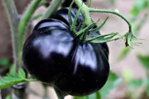 Comprar Semillas De Tomate Para Plantar Mas De 20 Semillas