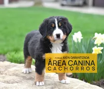 Comprar Cachorros Boyero De Berna  Pureza Garantizada Área Canina