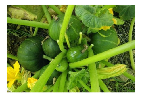 Zapallito Verde Super Dorrego X 1 Kilo Pura Calidad