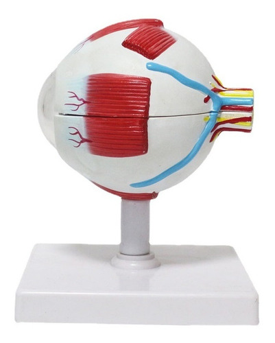 Imagem 2 de 8 de Anatomia Do Olho Humano Globo Ocular Modelo