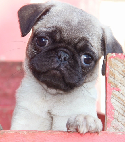 Pug Carlinos Machos