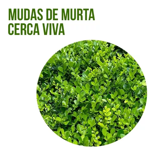 Murraya paniculata - dama da noite