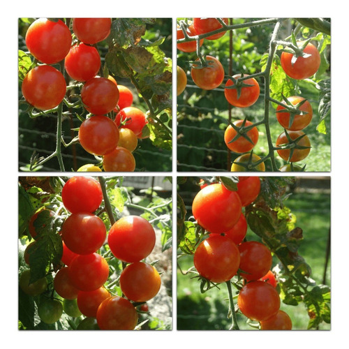 Tomate Cherry Cereza Made In Holanda (semillas Premiun)