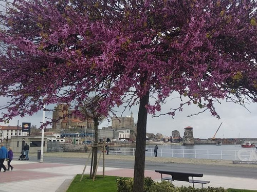 Imagen 4 de 10 de Árbol Del Amor, Árbol De Judas, Cercis Siliquastrum 10lts