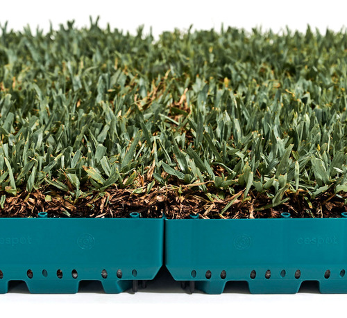 Pack 4 Césped Natural Para Balcones Y Terrazas Cespot
