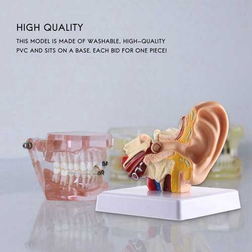 Modelo De Anatomía Del Oído Humano Queenly-1.5x - Escritorio